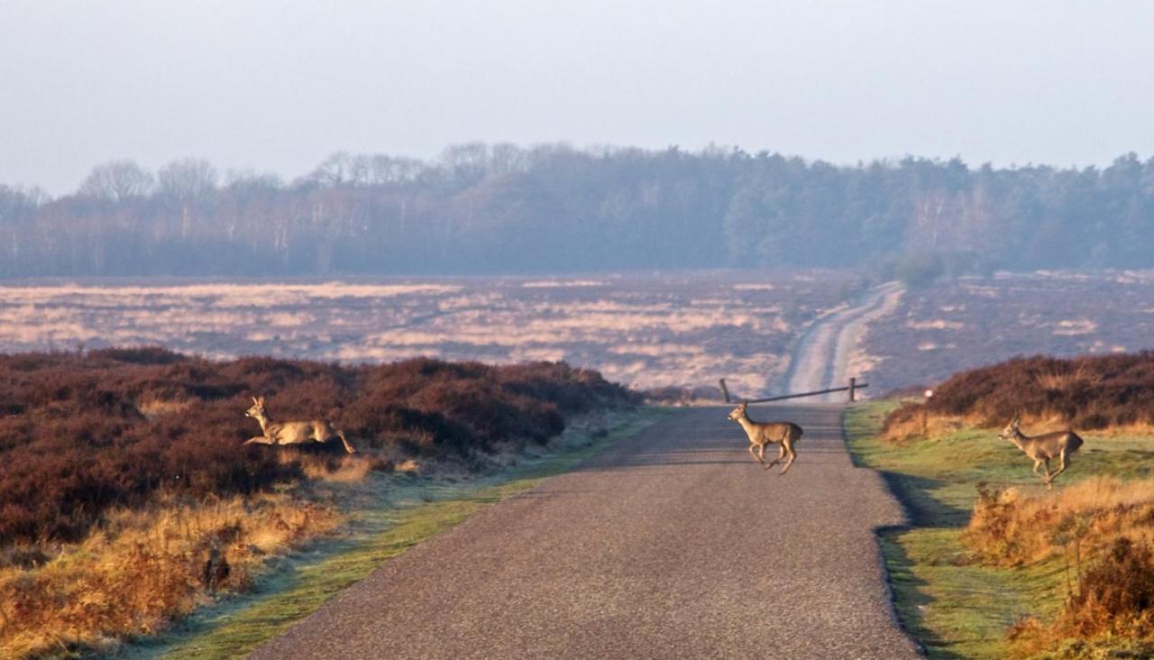 Heerlijke Vakantiewoning Veluwse Bossen Putten Zewnętrze zdjęcie